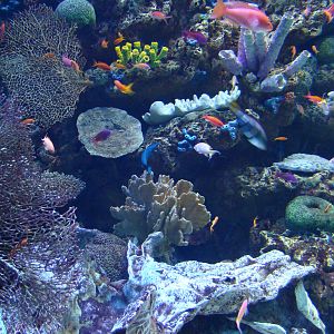 Aquarium of the Pacific - Sex Change Tank