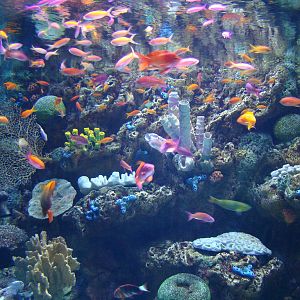 Aquarium of the Pacific - Sex Change Tank