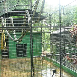 Green Monkey Cage