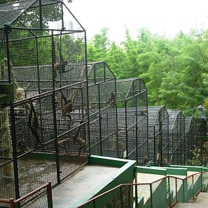 Primate Cages