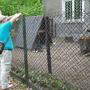 Pen for hand-reared tiger and Alsatian companion at Warsaw Zoo Sept 2008
