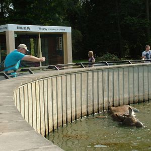 Rhino enclosure at Warsaw Zoo Sept 2008
