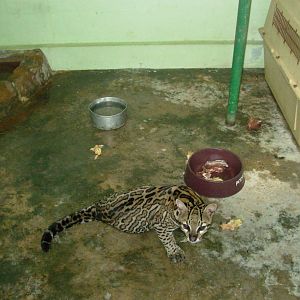 Ocelot Exhibit