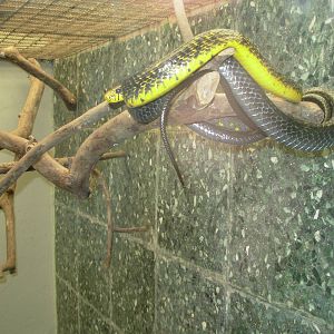 Yellow-Bellied Puffing Snake