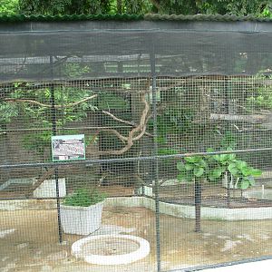 Channel-Billed Toucan Exhibit