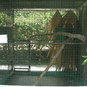 Jaguarundi Cage
