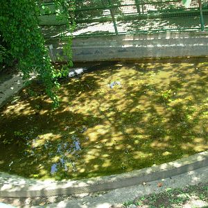 Black Caiman Exhibit