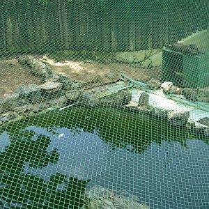 Giant Otter Exhibit