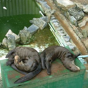 Giant River Otters