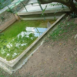 American Crocodile Exhibit