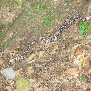 Snake - Trinidad Royal Botanic Gardens
