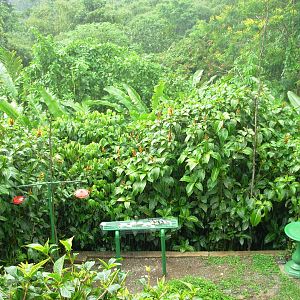 Asa Wright Nature Centre - Trinidad & Tobago