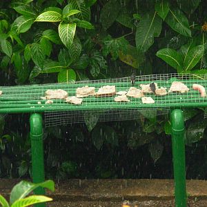 Asa Wright Nature Centre - Trinidad & Tobago