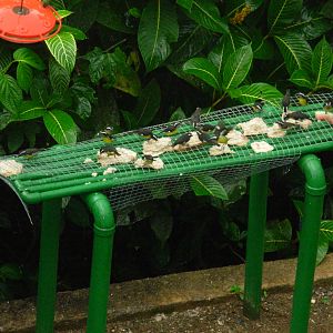 Asa Wright Nature Centre - Trinidad & Tobago