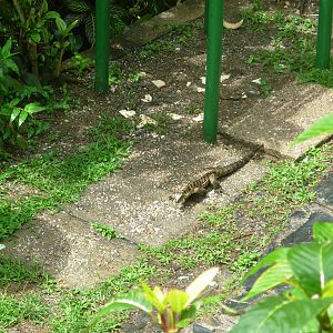 Asa Wright Nature Centre - Trinidad & Tobago