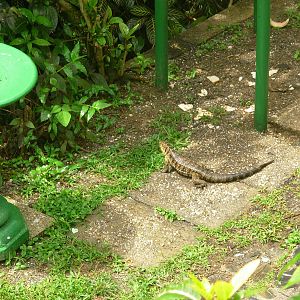 Asa Wright Nature Centre - Trinidad & Tobago