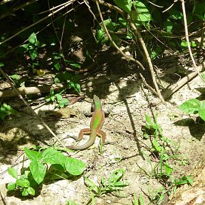 Asa Wright Nature Centre - Trinidad & Tobago