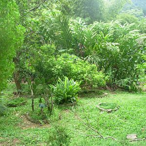 Asa Wright Nature Centre - Trinidad & Tobago