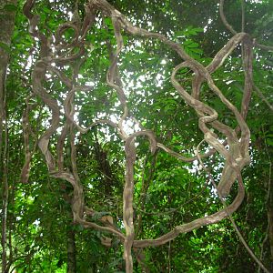 Asa Wright Nature Centre - Trinidad & Tobago