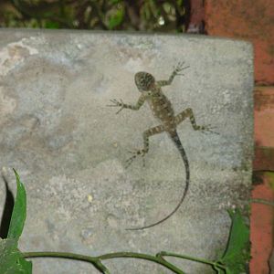 Asa Wright Nature Centre - Trinidad & Tobago