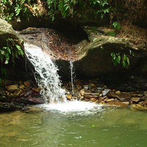 Asa Wright Nature Centre - Trinidad & Tobago