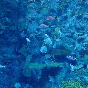 Aquarium of the Pacific - Tropical Reef Tank