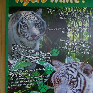 white tiger sign