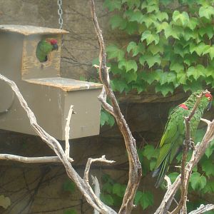 Thick-billed Parrots at the Los Angeles Zoo