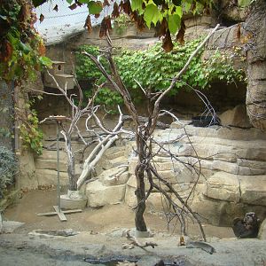 Thick-billed Parrot exhibit at the Los Angeles Zoo