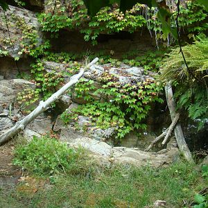 Ocelot exhibit at the Los Angeles Zoo