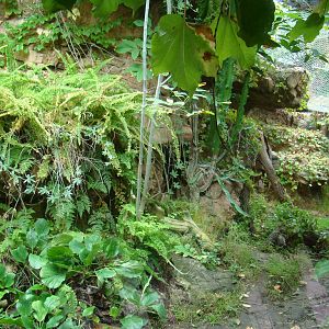 Ocelot exhibit at the Los Angeles Zoo