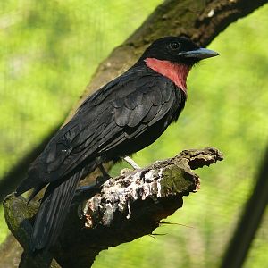 Berlin Zoo - Purple-throated fruitcrow 1