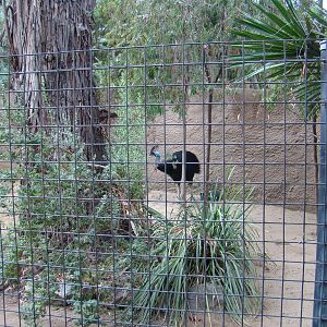 Double-wattled Cassowary at the Los Angeles Zoo