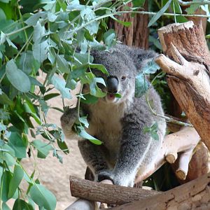 Koala at the Los Angeles Zoo