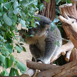 Koala at the Los Angeles Zoo