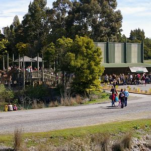 giraffe feeding time, Orana Park