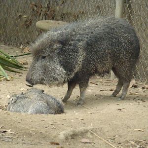Chacoan Peccaries at the Los Angeles Zoo