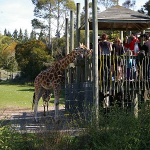 giraffe feeding time, Orana Park