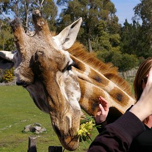 giraffe feeding time, Orana Park