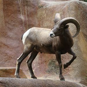 Bighorn Sheep at the Los Angeles Zoo