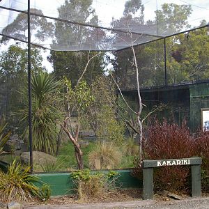 yellow-crowned kakariki aviary