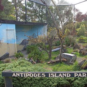 Antipodes Island parakeet aviary