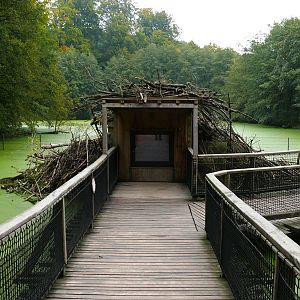 Bielefeld Tierpark Olderdissen - insight into beaver den
