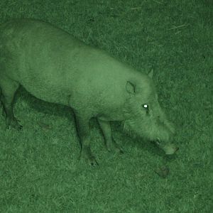Bearded pig