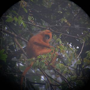 Maroon langur (bornean endemic)