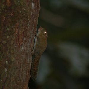 Least pygmy squirrel