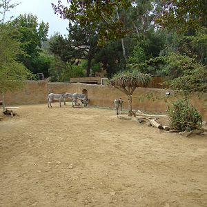 Grevy's Zebra exhibit at the Los Angeles Zoo
