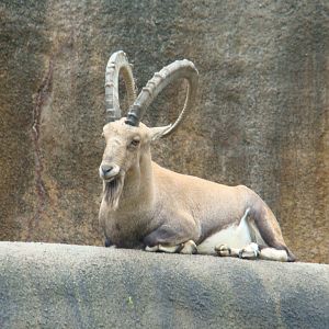 Nubian Ibex at the Los Angeles Zoo