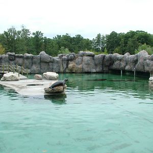 Californian Sealion pool at Opole Zoo, Poland 2008