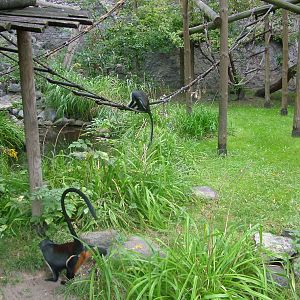 Diana Monkeys at the Old Zoo, Poznan Sept 08